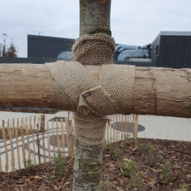 Ceinture de Jute 