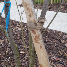 Ceinture de Jute 